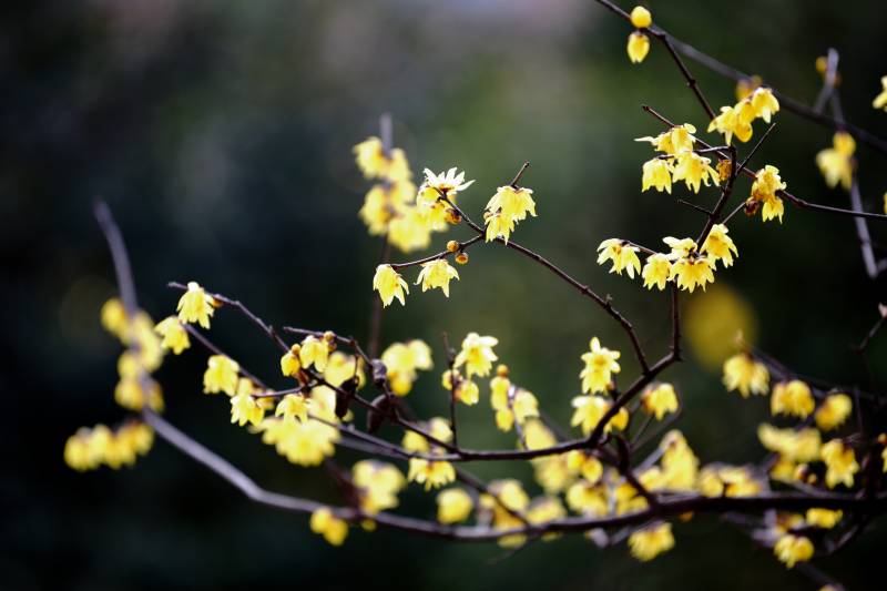 腊梅绽放枝头图片