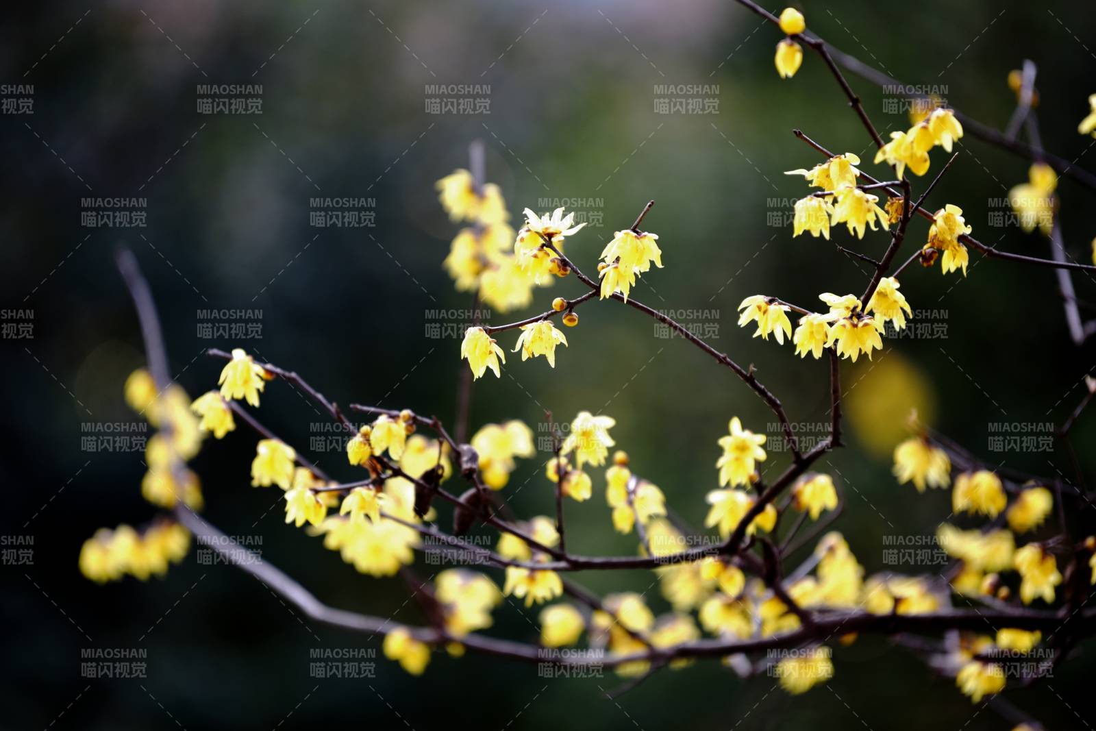腊梅绽放枝头图片