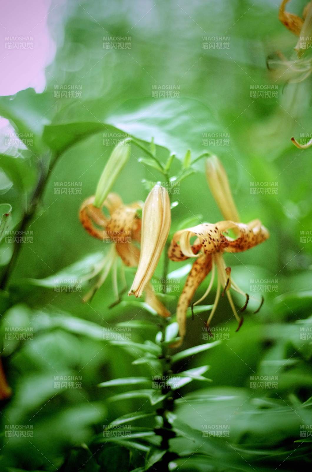 幽谷野花绽放图片