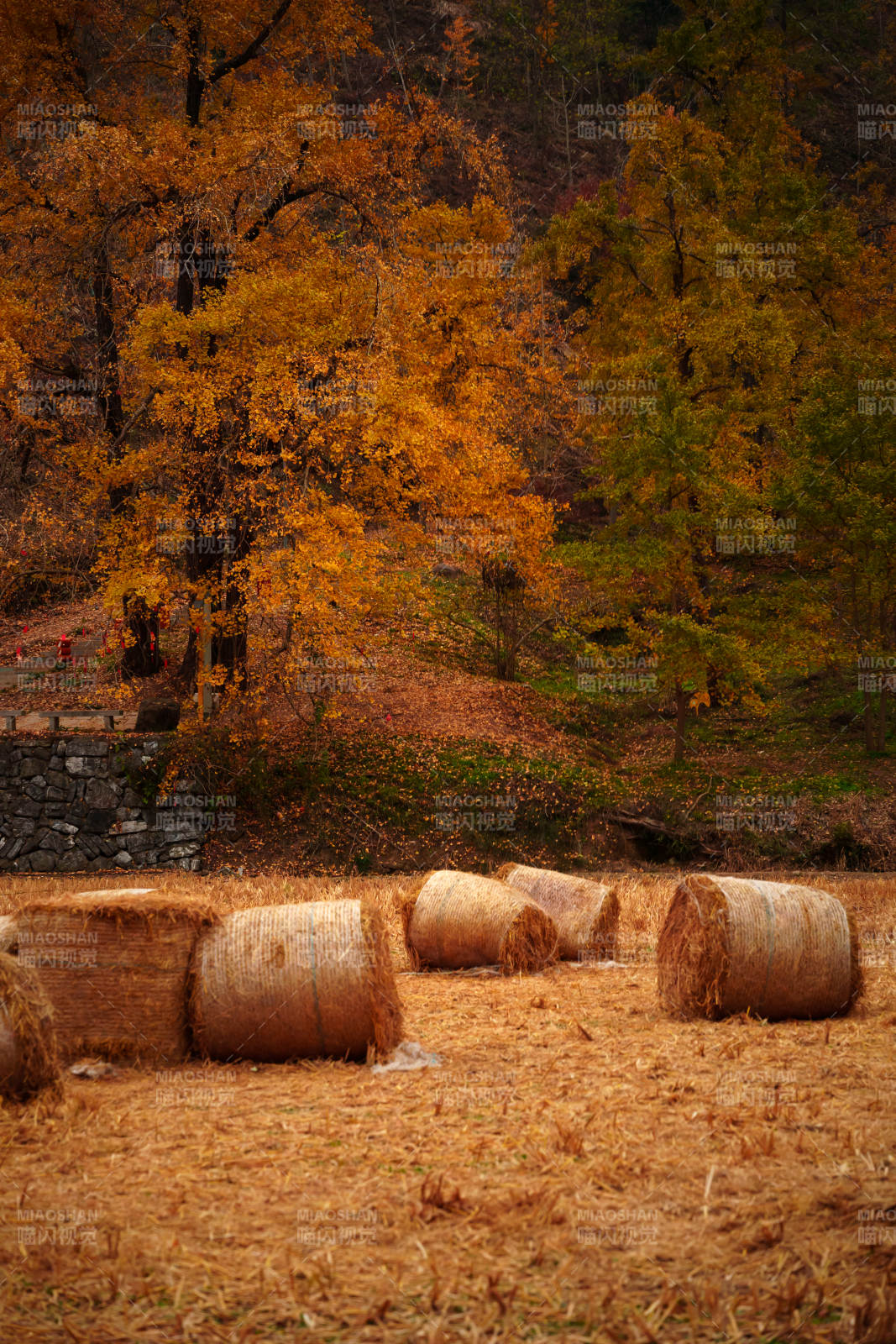 秋日稻草堆图片