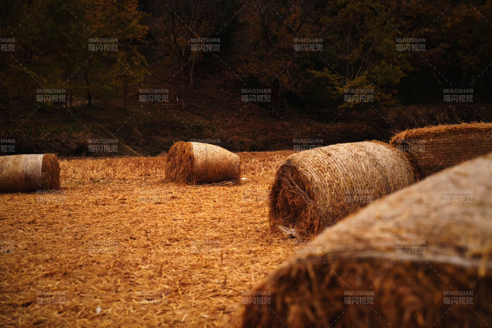 金秋麦田草垛图片
