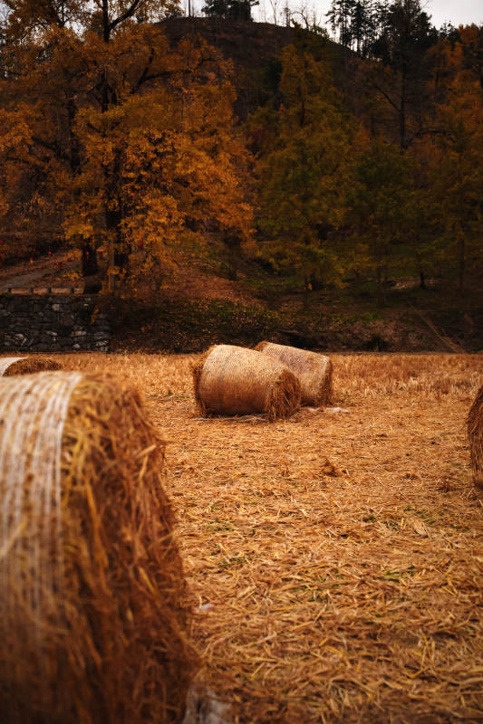 秋野草垛图片