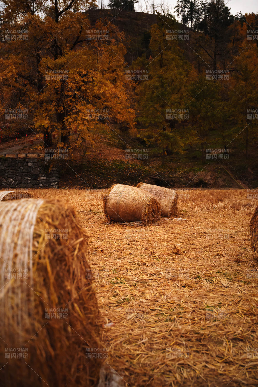 秋野草垛图片