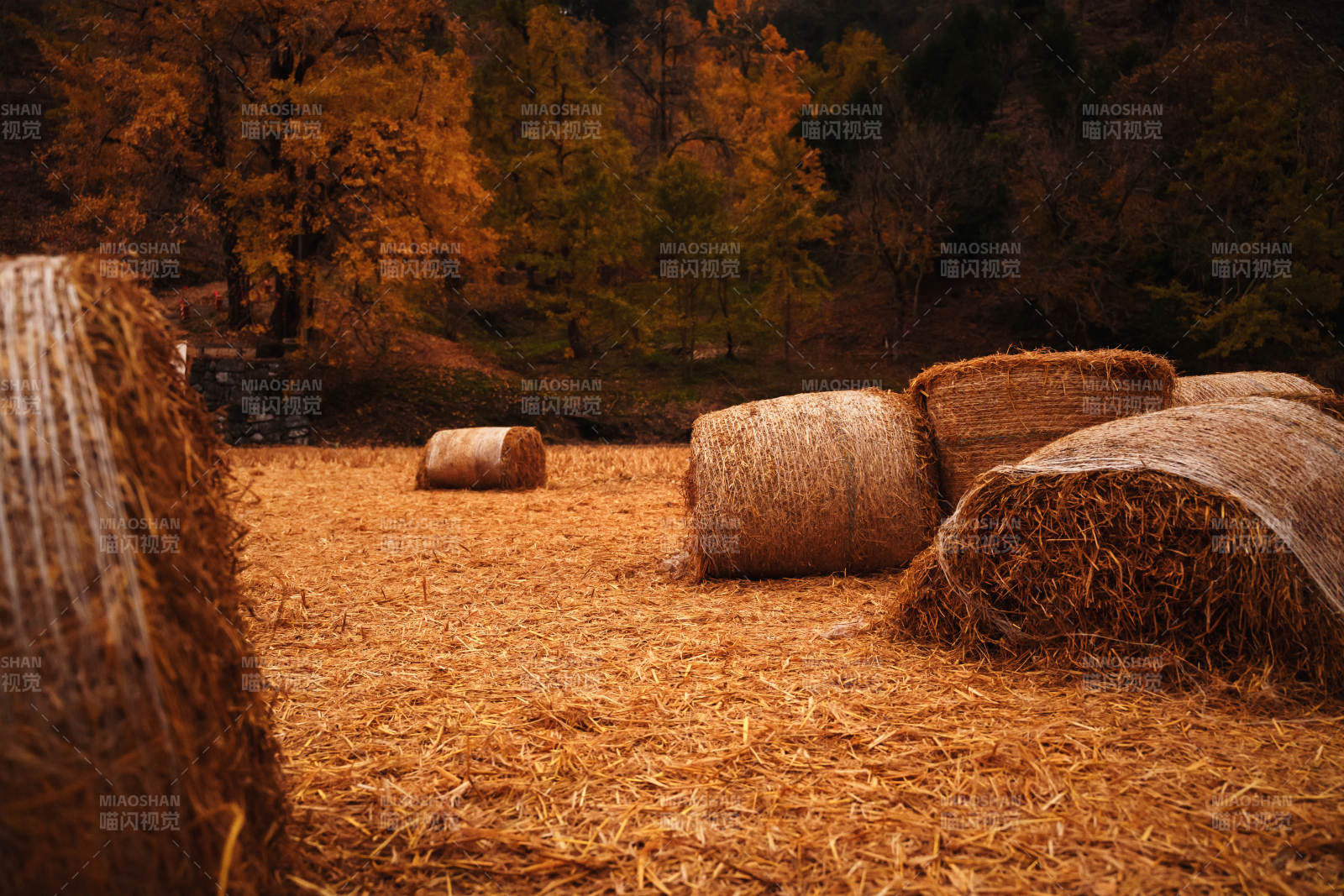 秋日稻草堆图片