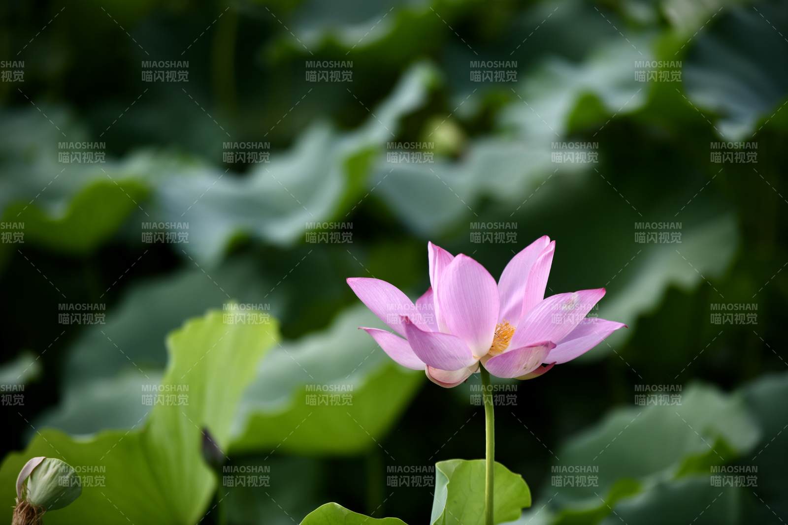 粉莲绽放绿叶间图片