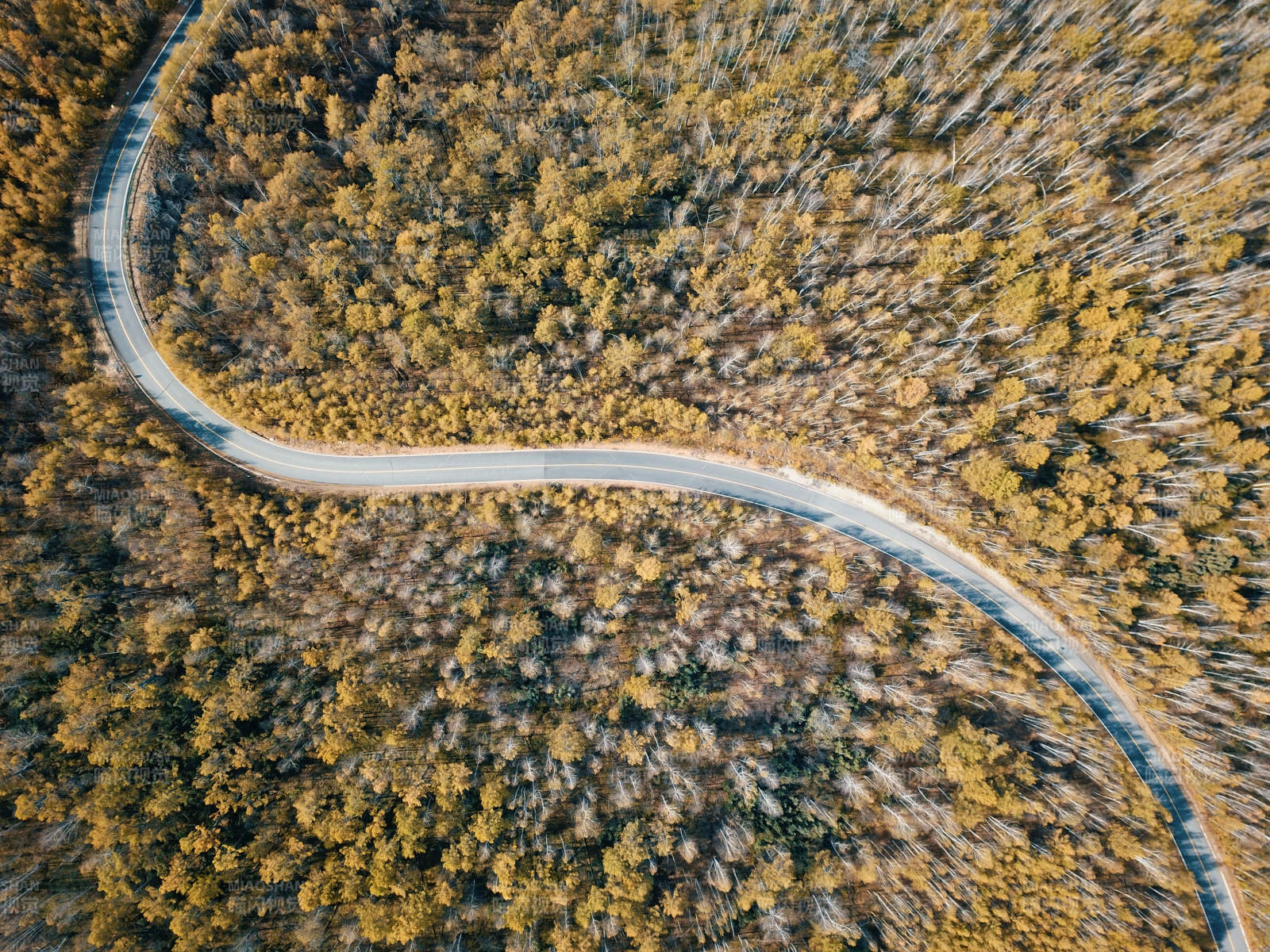 呼伦贝尔林间蜿蜒小路图片