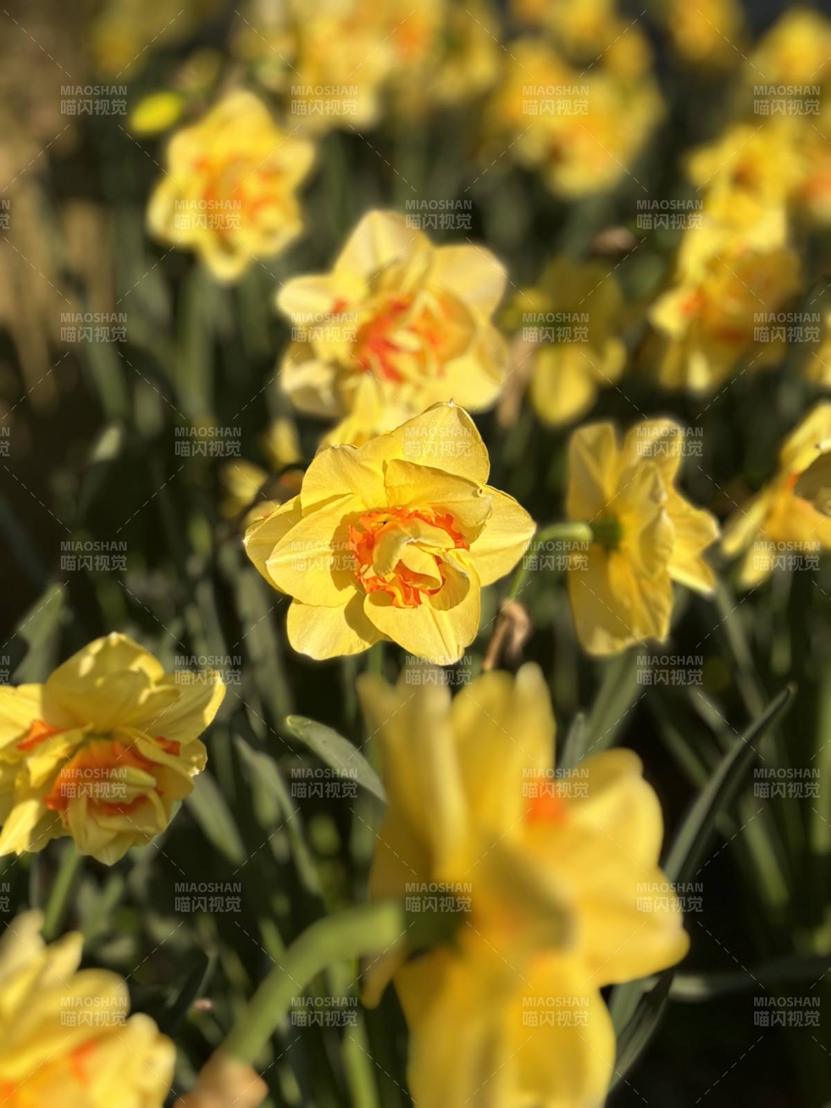 水仙 春日黄花绽放图片