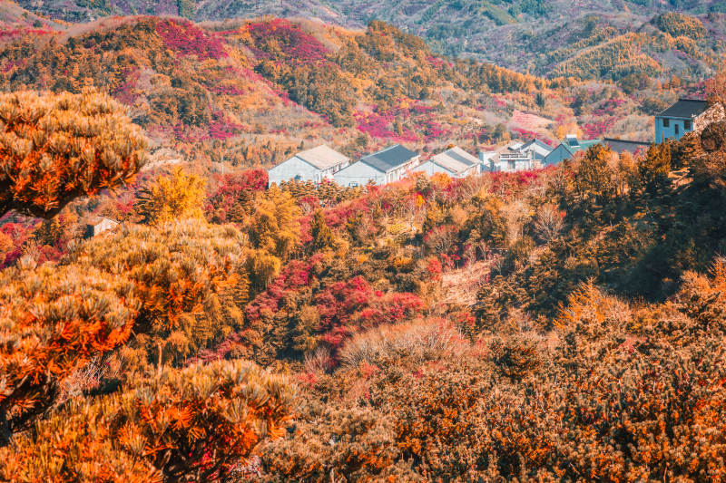 秋山彩林掩村舍  宁波图片