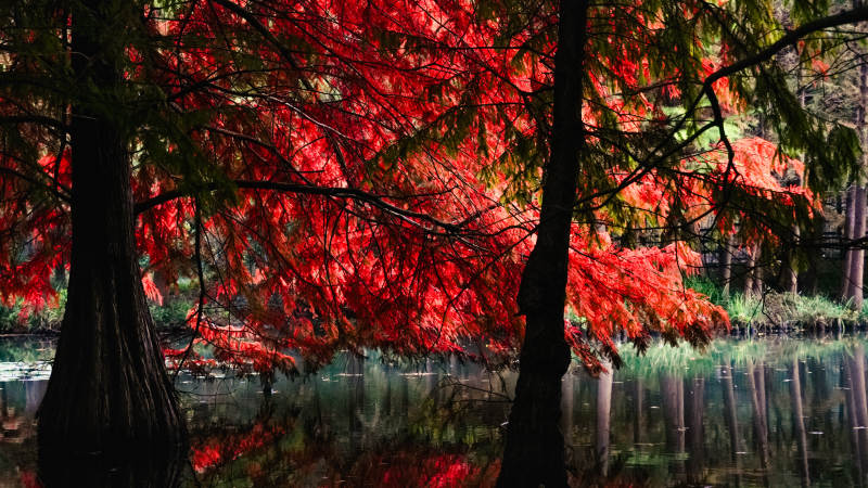 红叶映水秋景图片