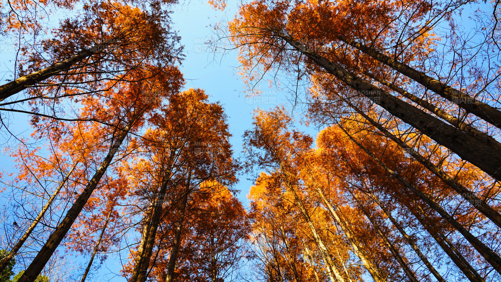 秋林仰望图片