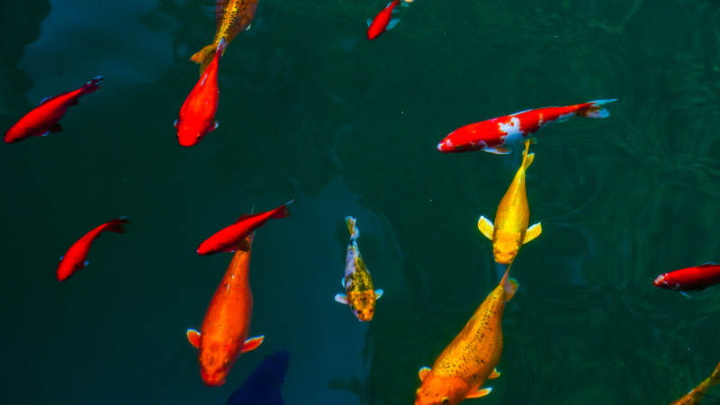 锦鲤游池图片