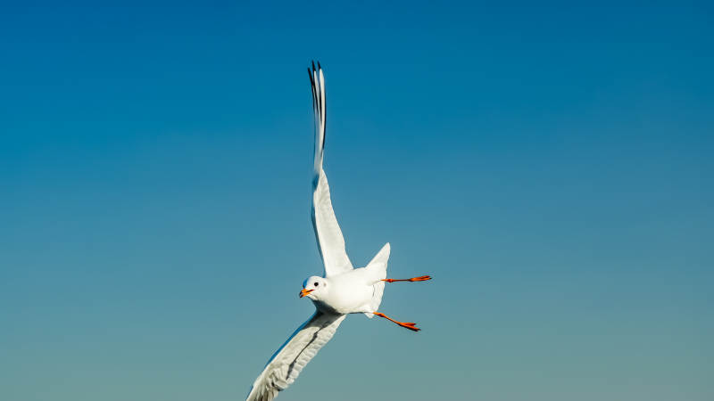 翱翔的海鸥图片