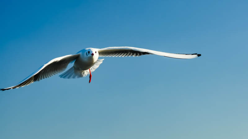 海鸥翱翔蓝天图片