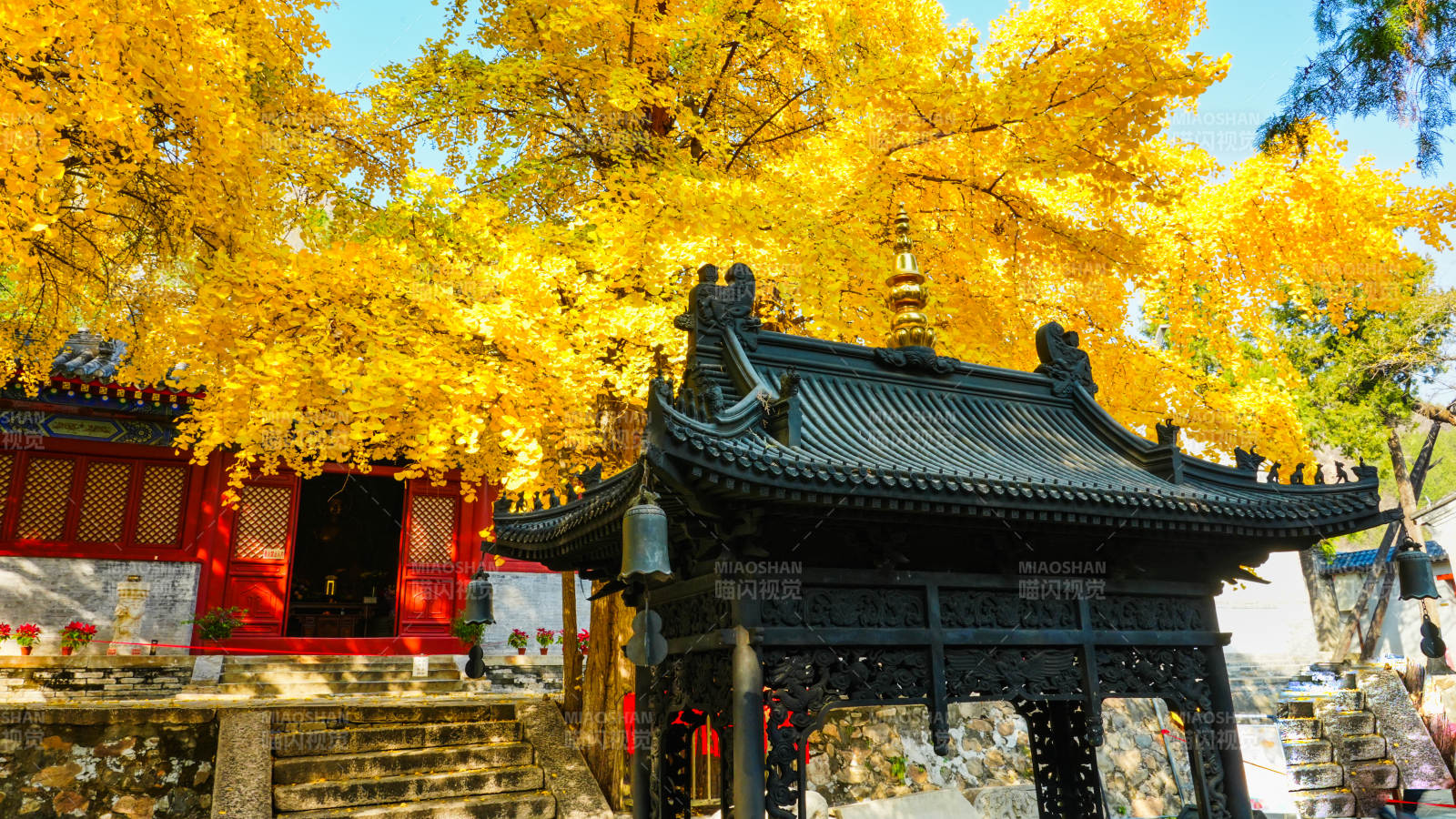 和平寺秋日古寺金叶纷飞图片