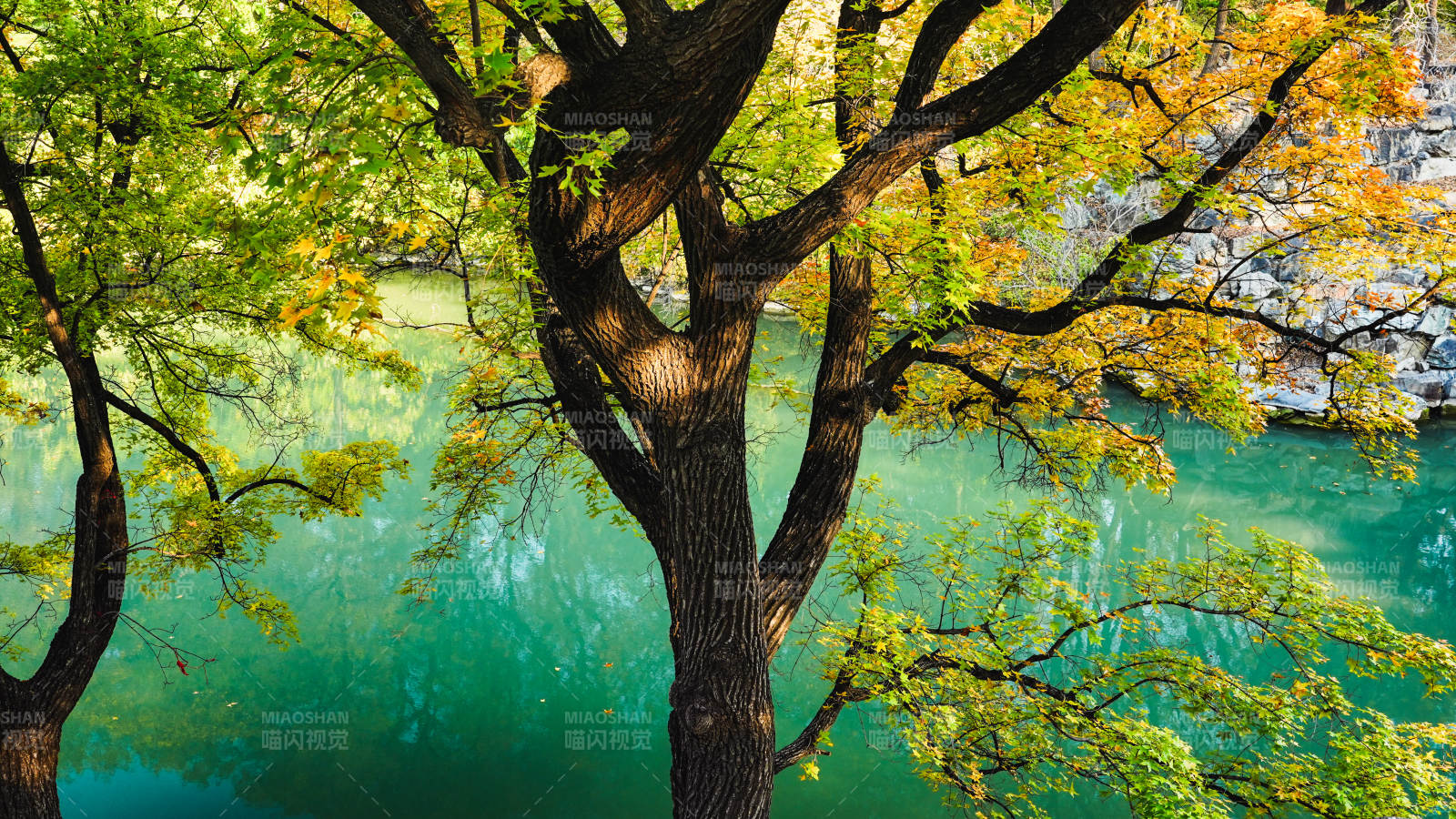颐和园后湖秋树映碧水图片