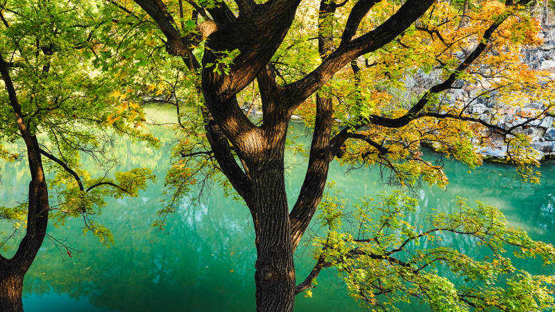 颐和园后湖秋树映碧水图片