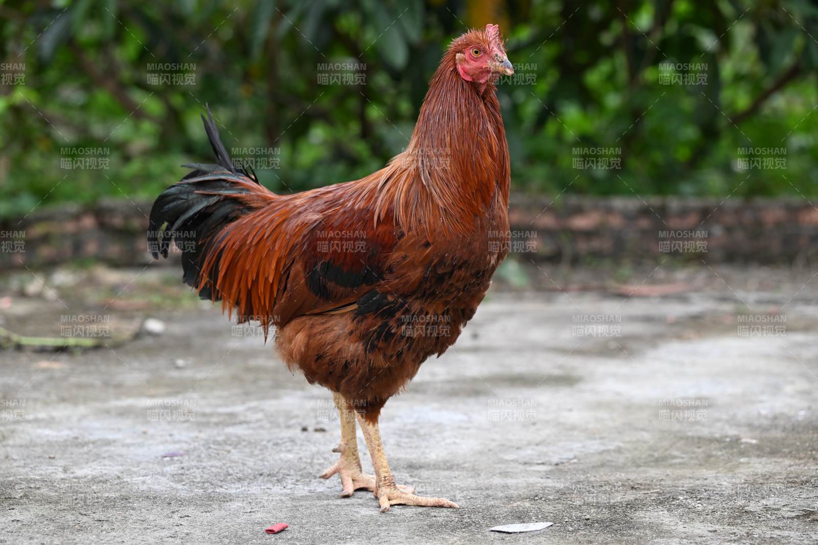 红羽公鸡站立庭院图片