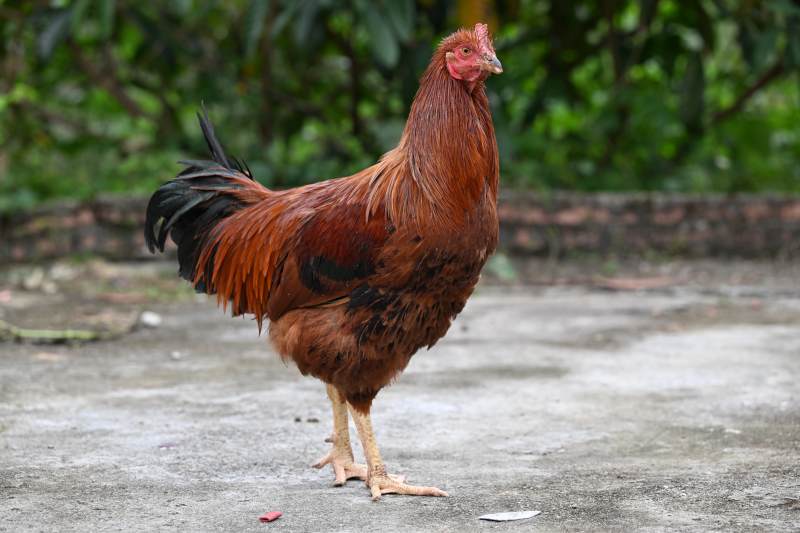红羽公鸡站立庭院图片