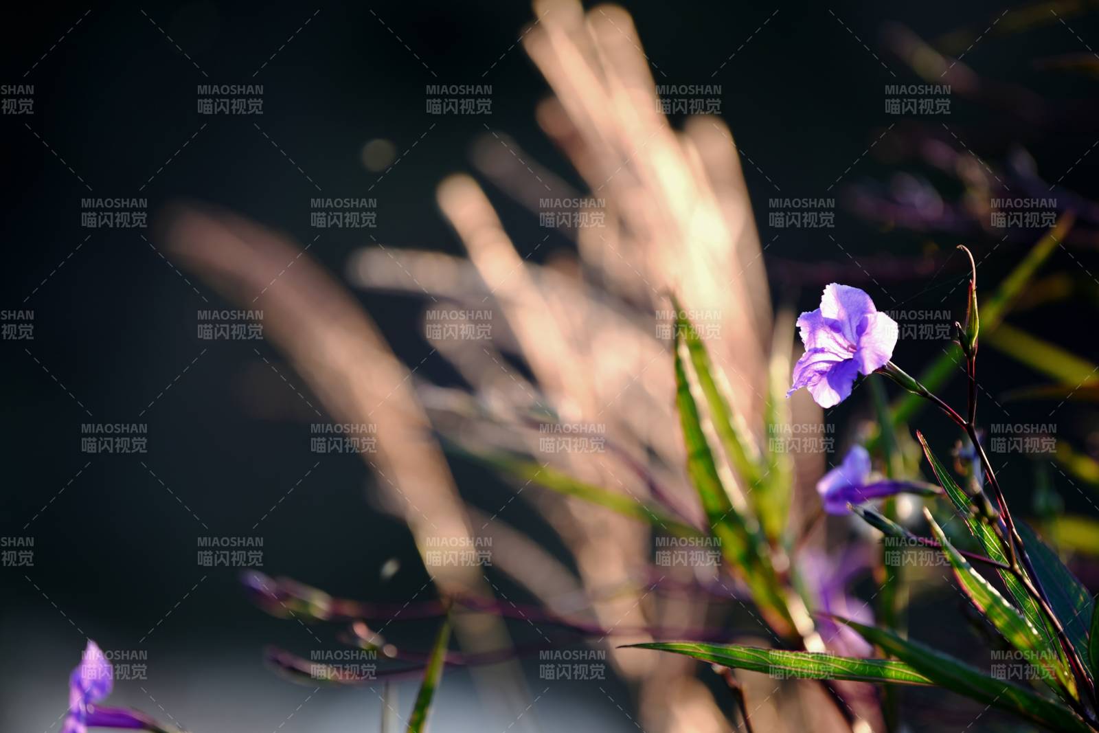 紫花轻舞风中图片