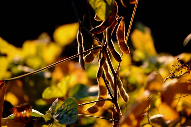 秋日豆荚金光闪烁图片