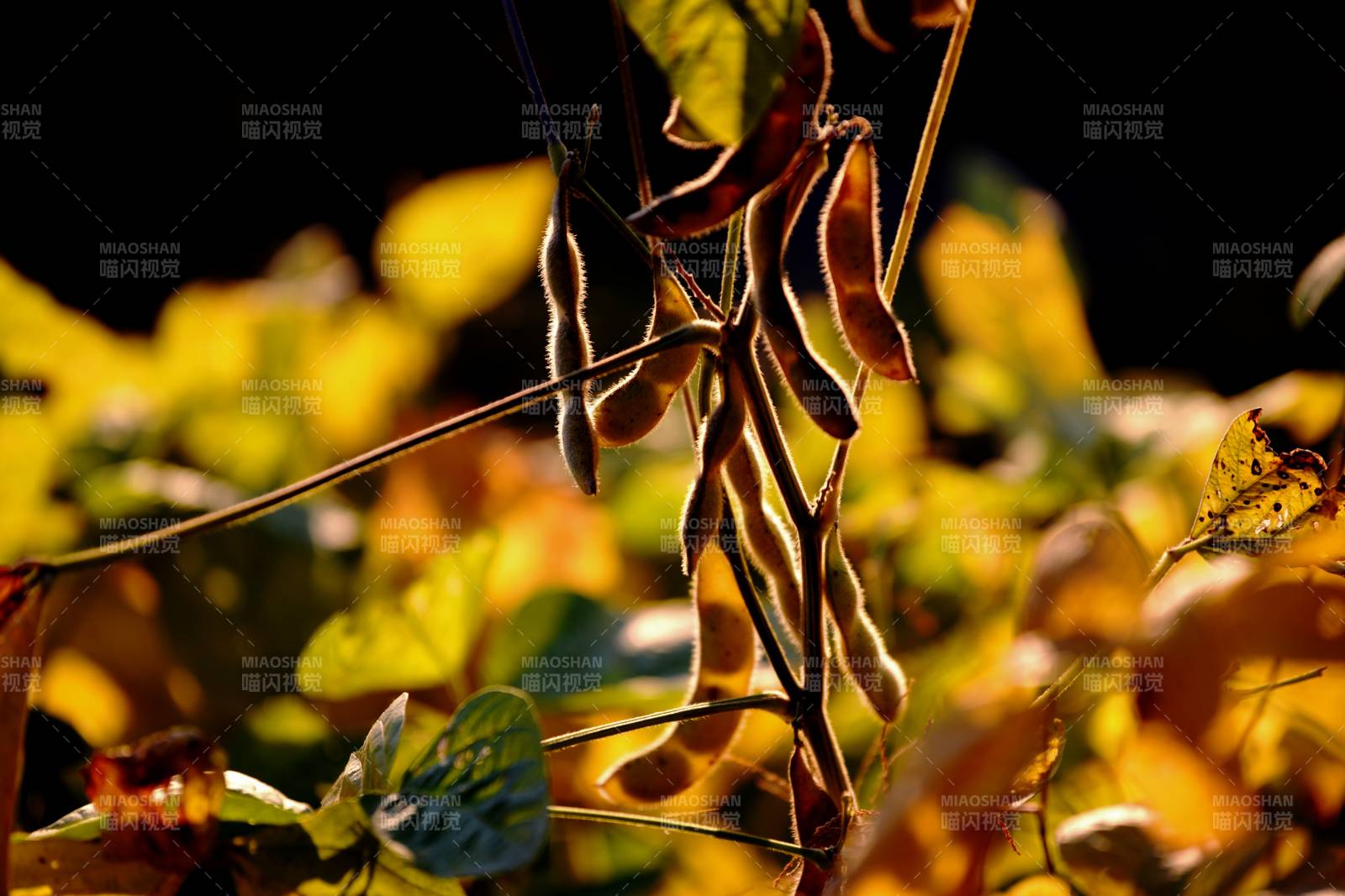 秋日豆荚金光闪烁图片