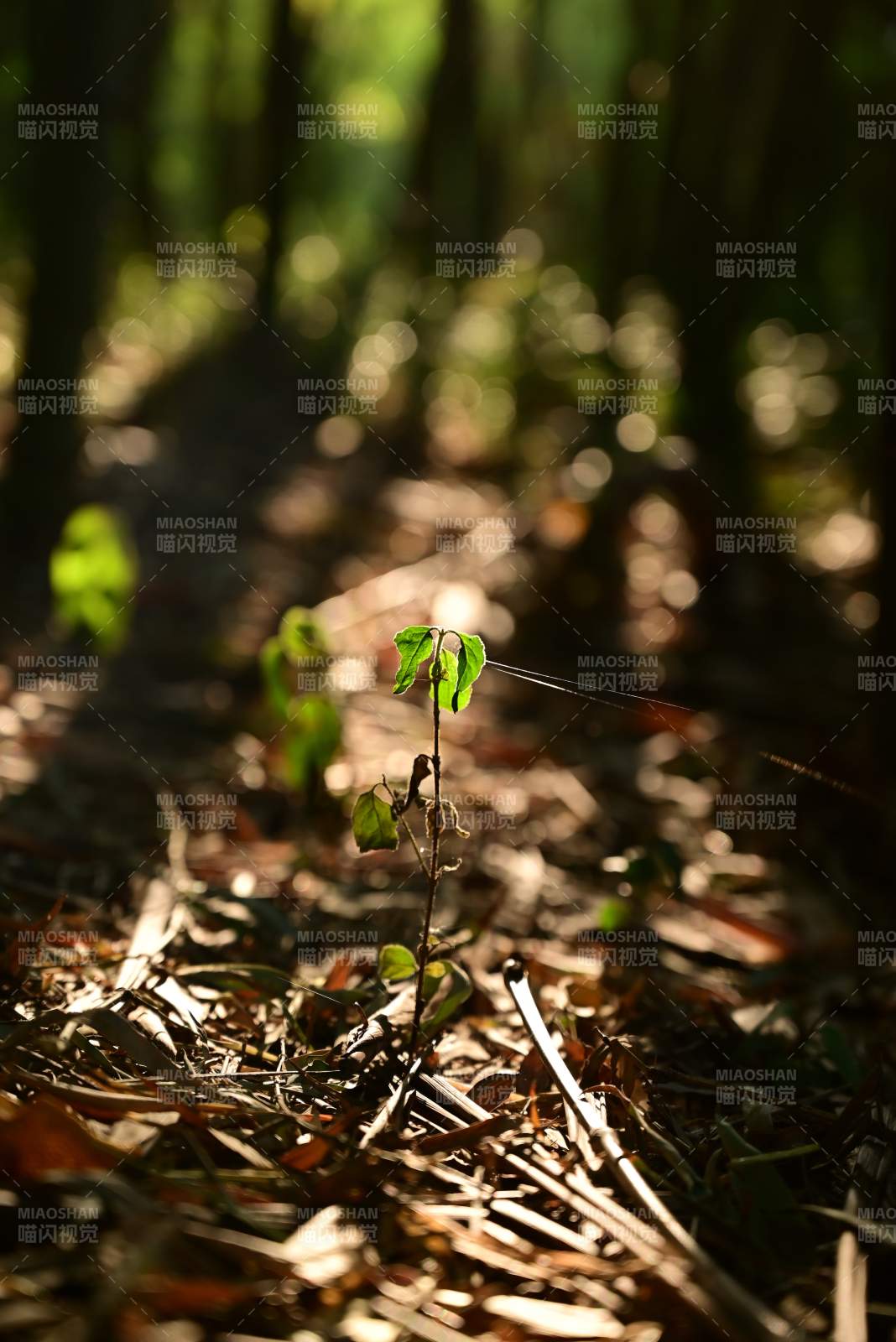 林间新绿破土生图片