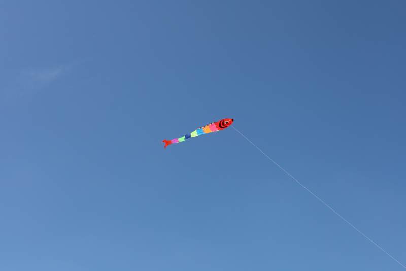 彩鱼风筝飞蓝天图片