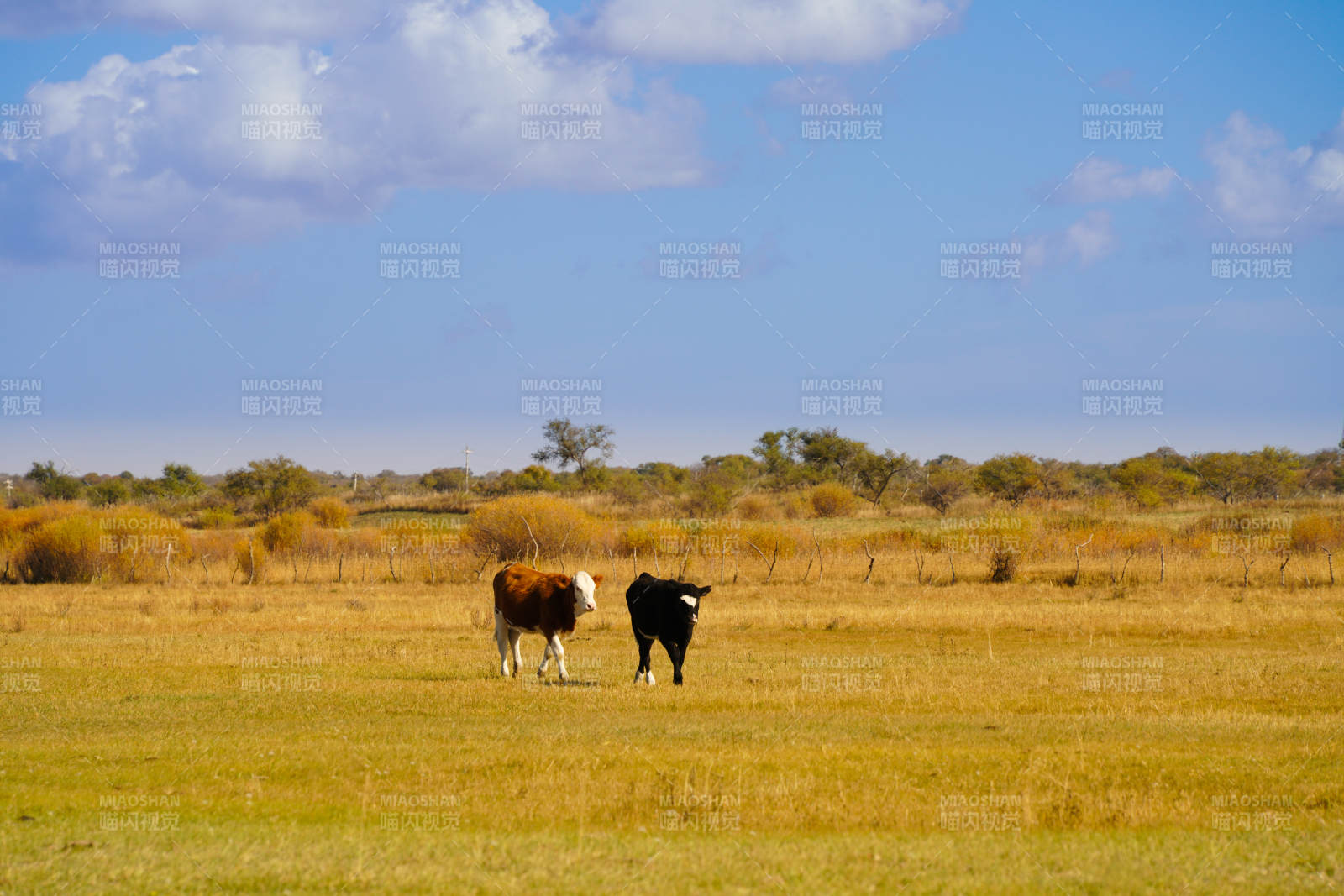 内蒙草原上的悠闲的牛图片