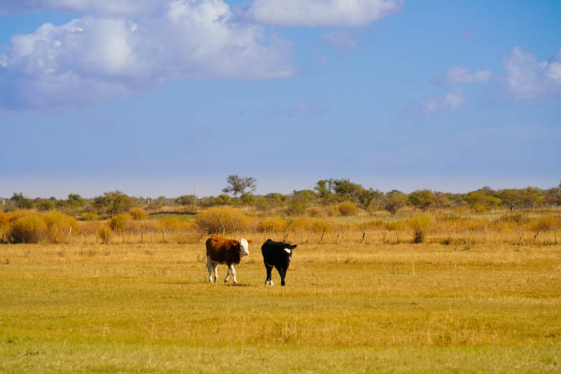 内蒙草原上的悠闲的牛图片