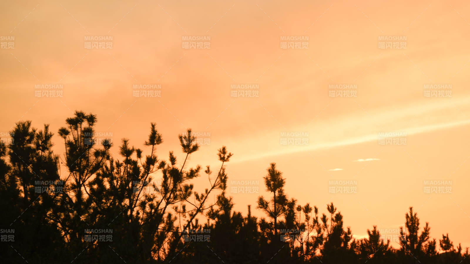 夕阳下的树影图片