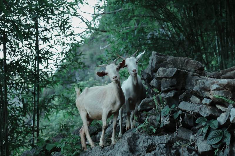林间双羊静立图片