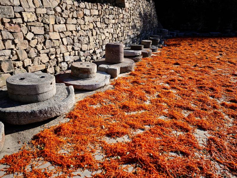 石磨旁的橙色花海图片