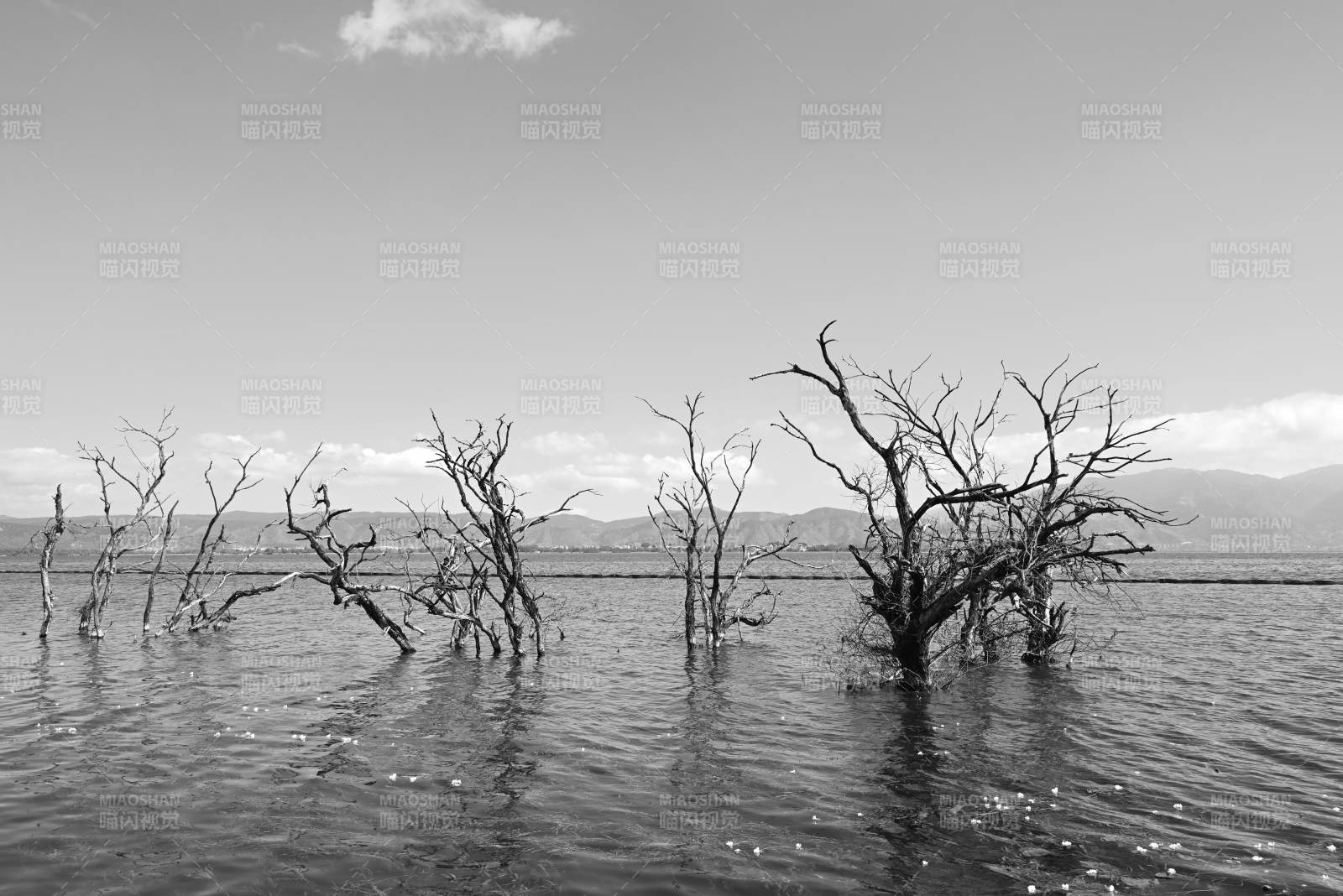 洱海中的枯树图片
