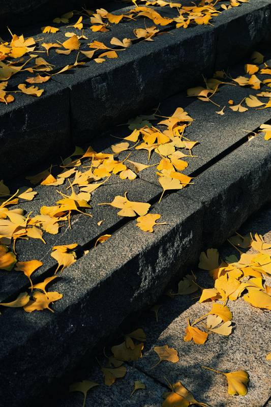 秋叶铺阶 静谧之美图片