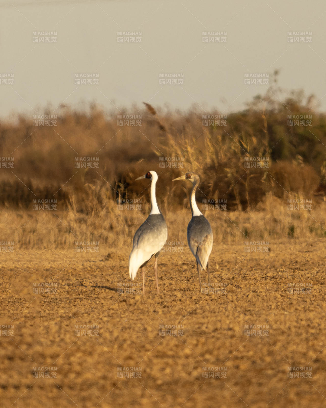 两只白枕鹤在荒野中图片