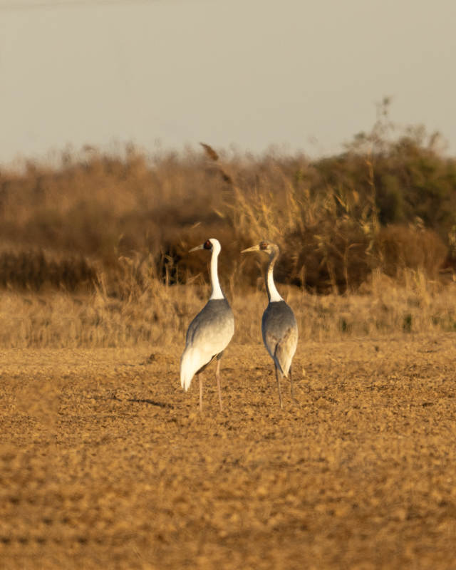 两只白枕鹤在荒野中图片
