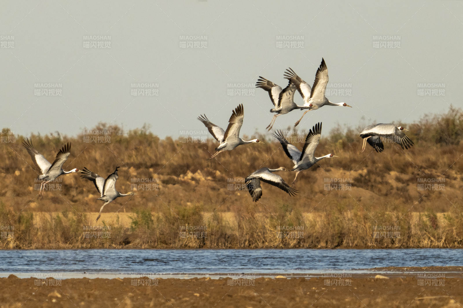 展翅翱翔的白枕鹤图片