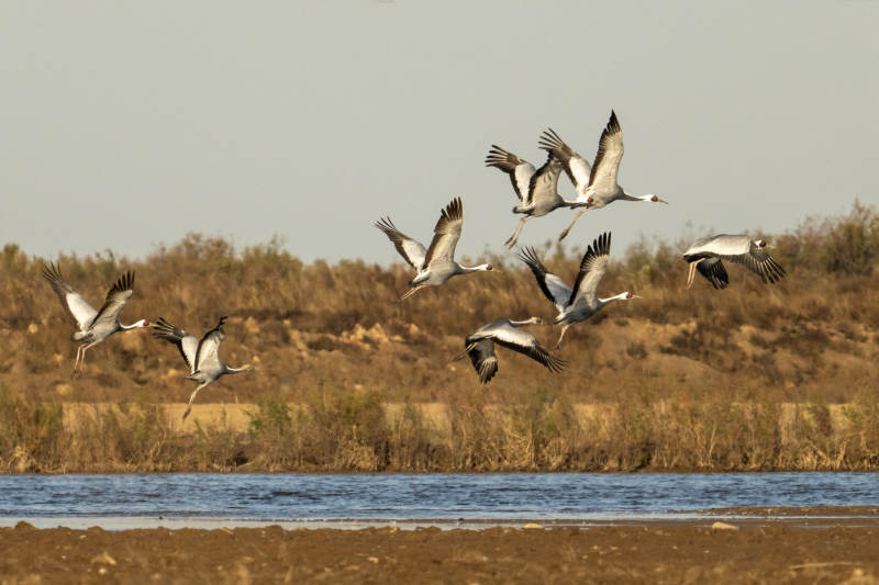 展翅翱翔的白枕鹤图片