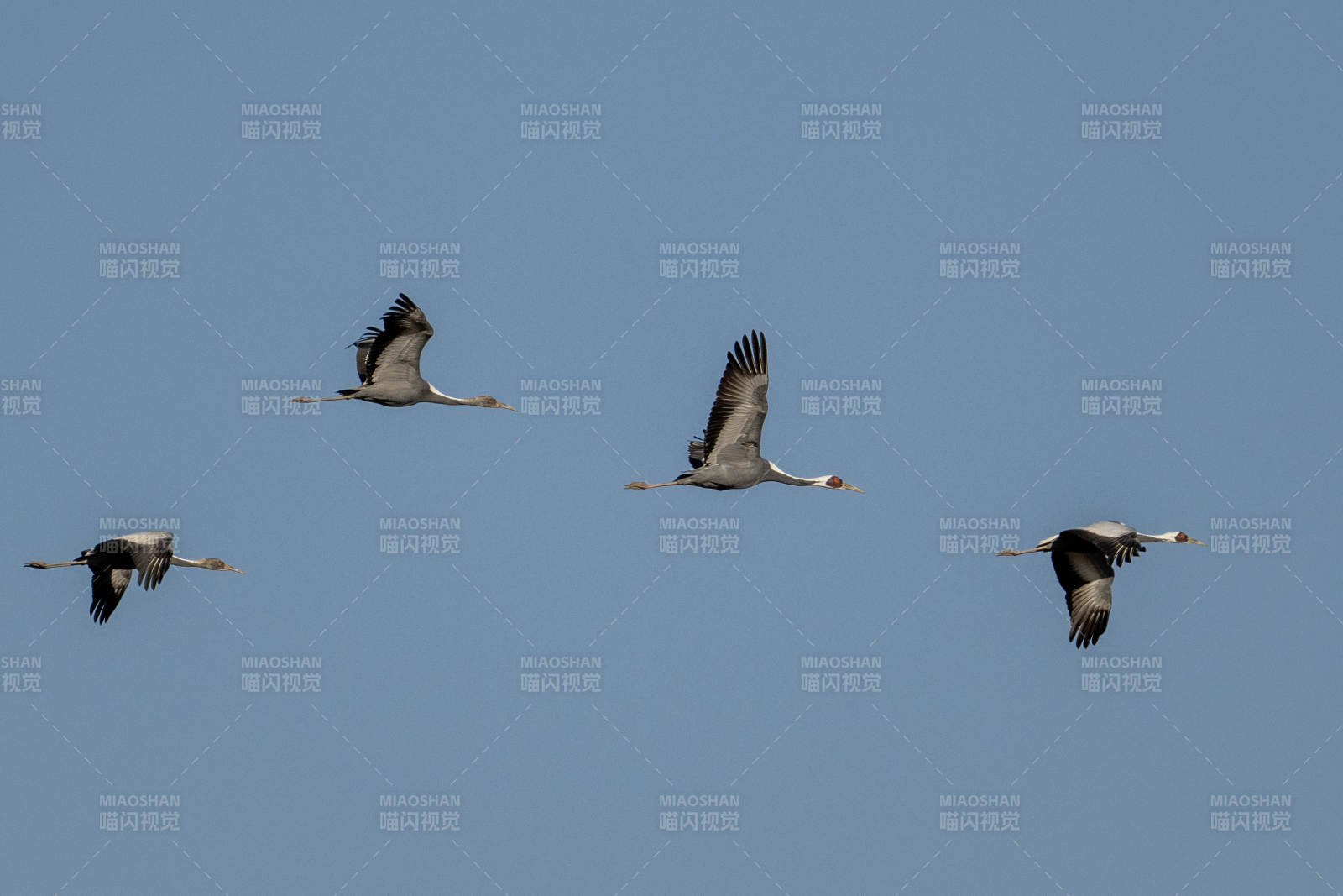 四鸟翱翔蓝天图片