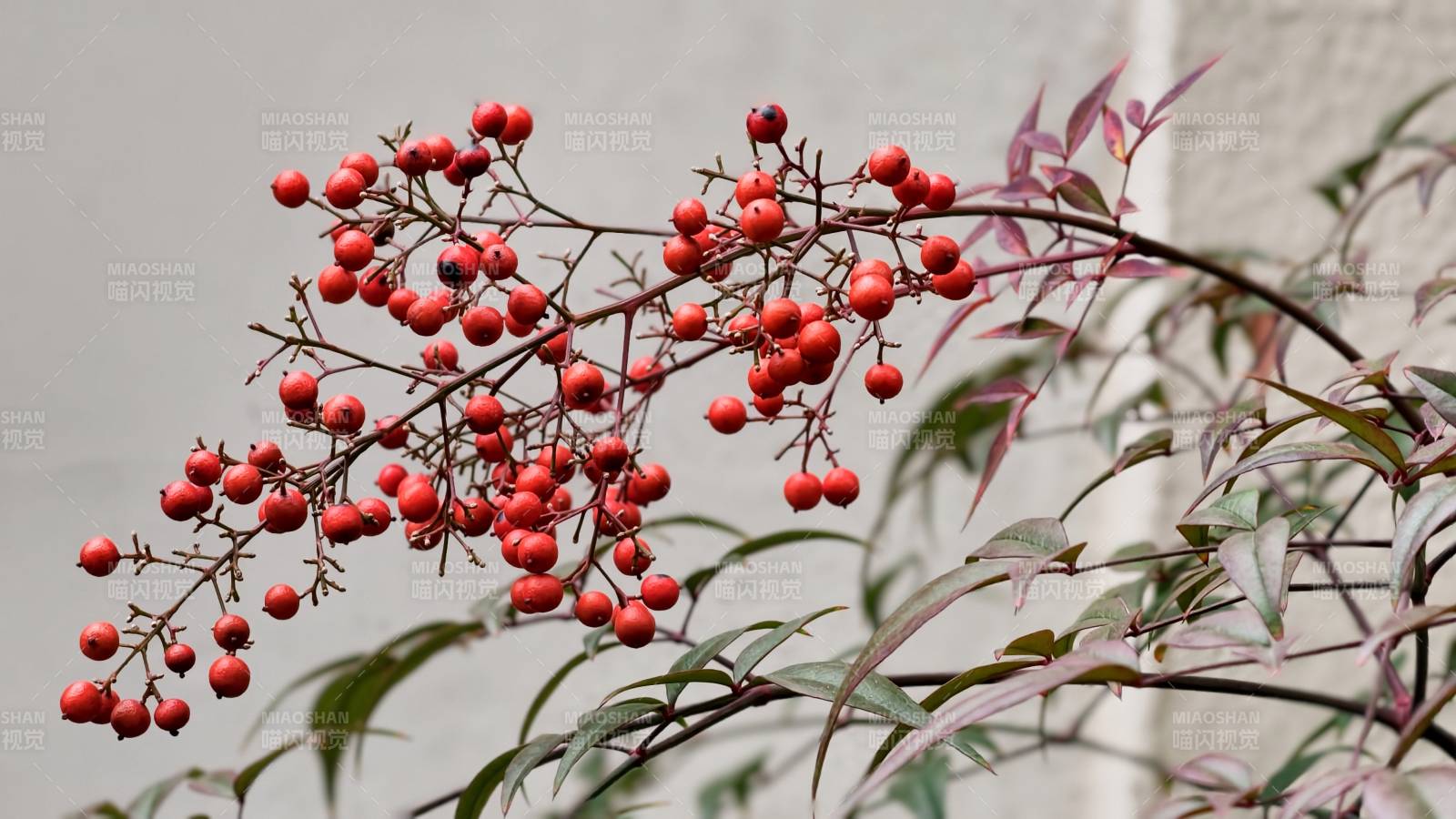 红果枝头映绿叶图片