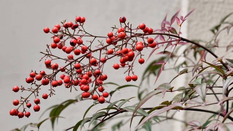 红果枝头映绿叶图片