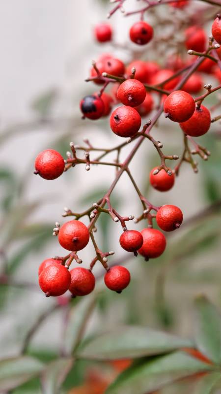 红果枝头秋意浓图片