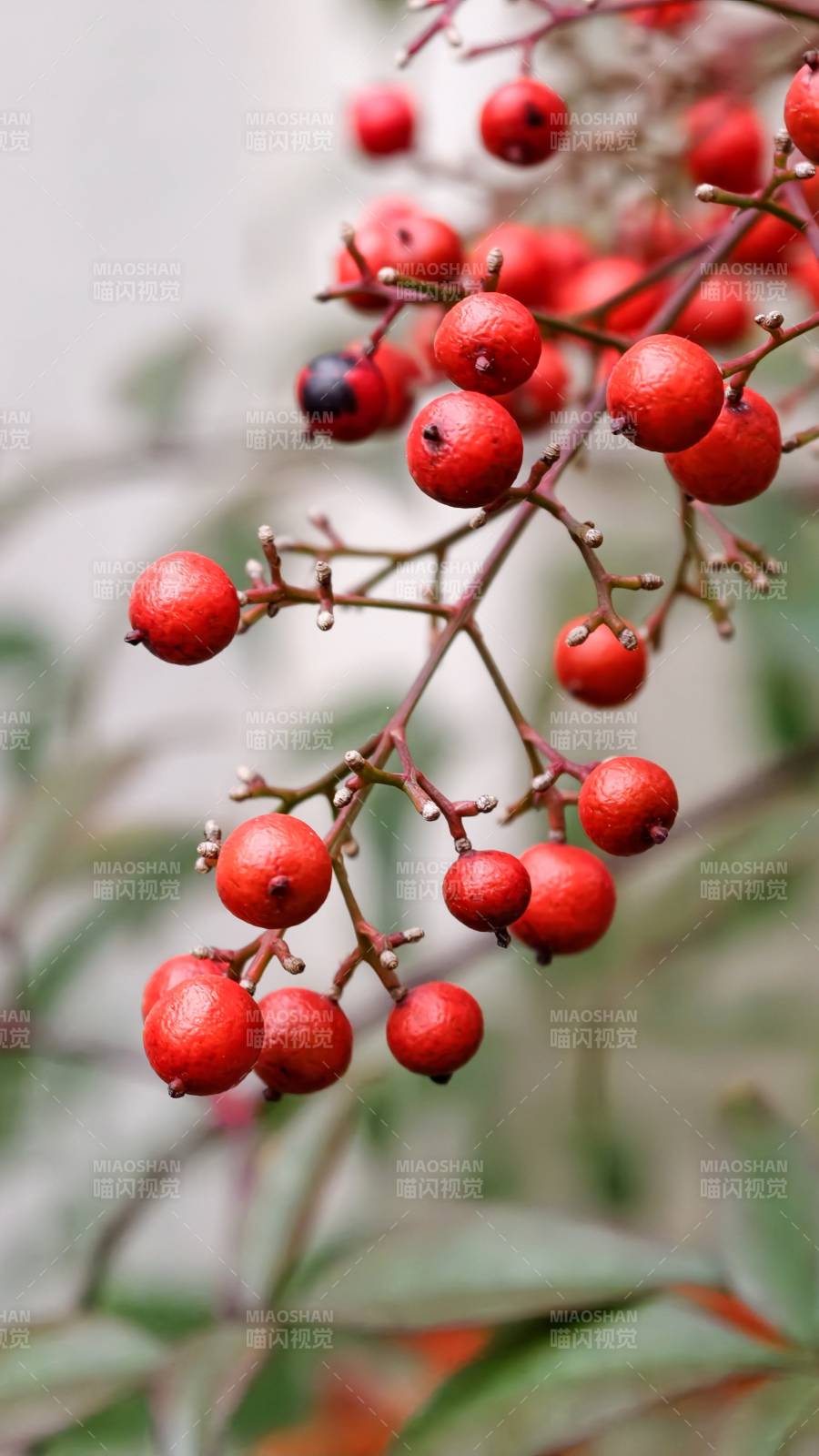 红果枝头秋意浓图片