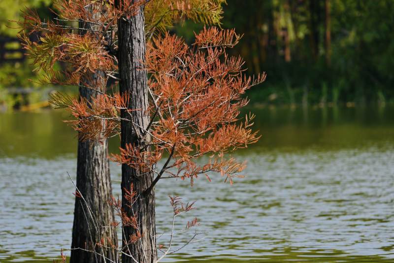 湖畔秋色树影图片