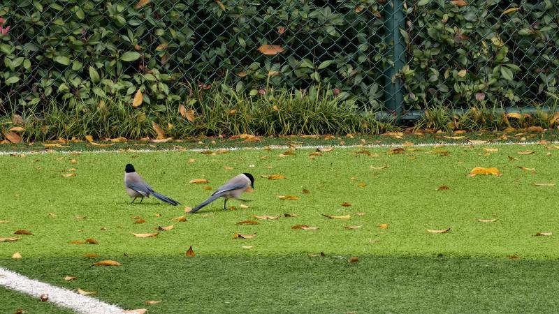 两只鸟在草地上觅食图片