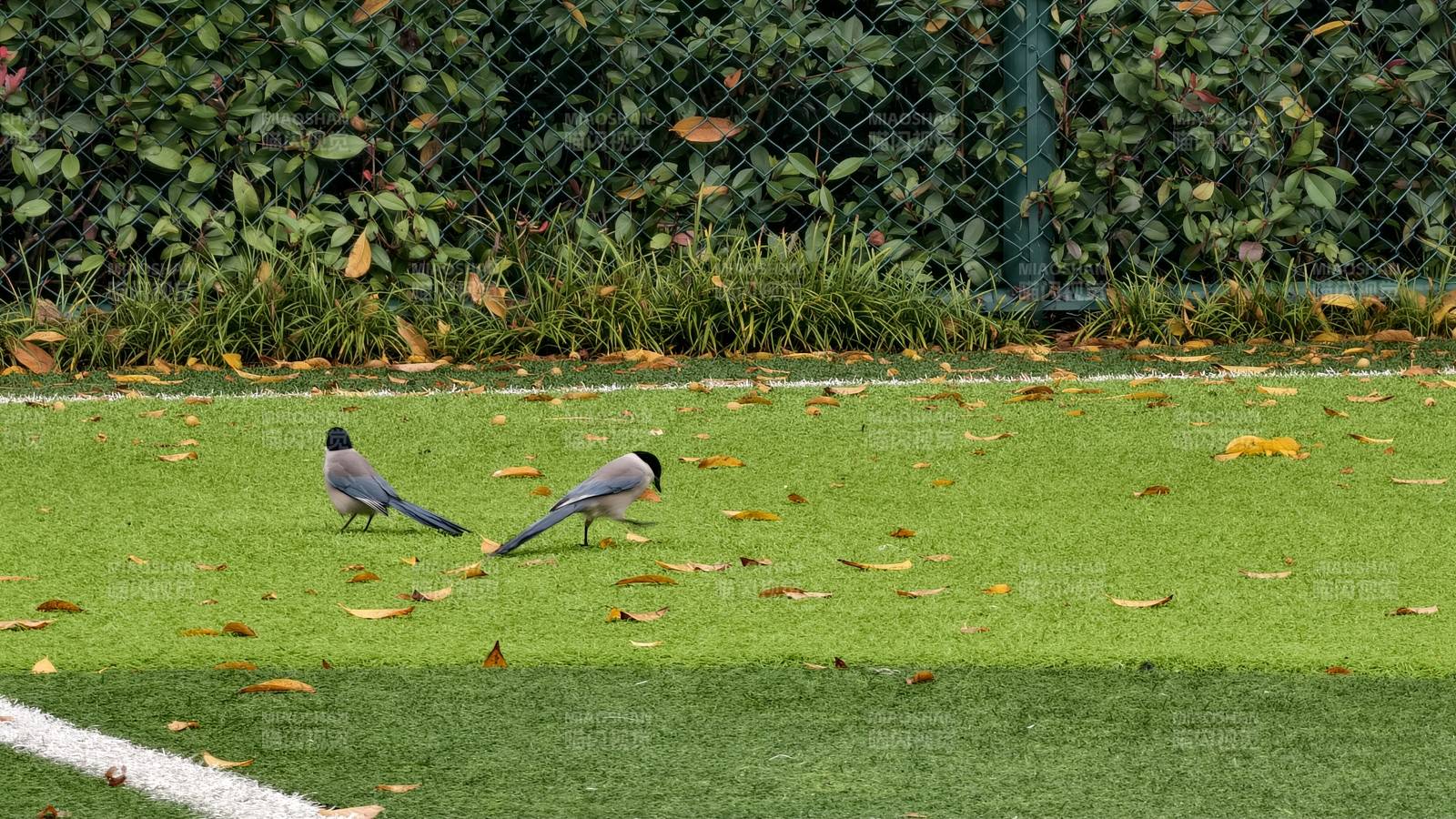 两只鸟在草地上觅食图片