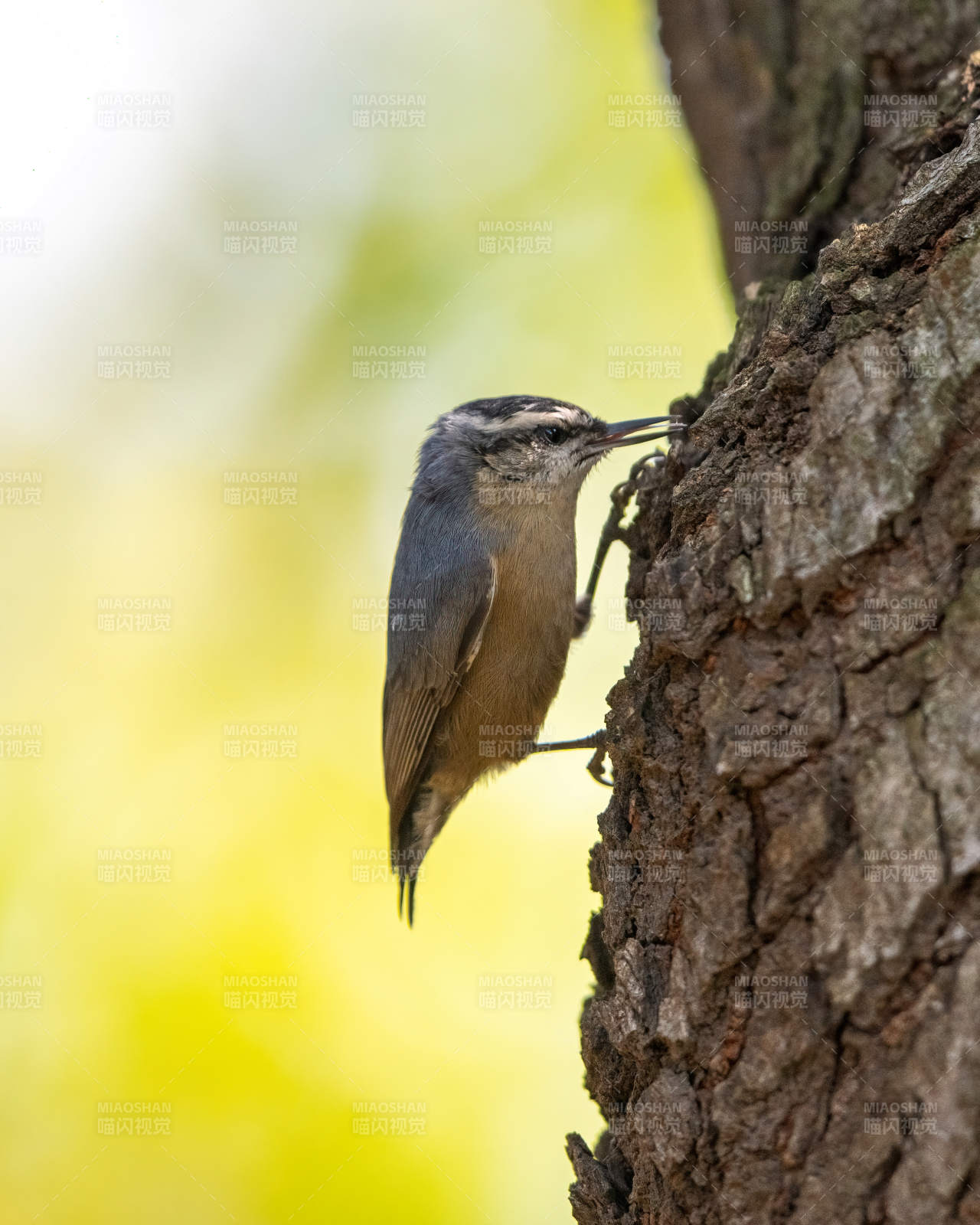 树栖小鸟觅食图片