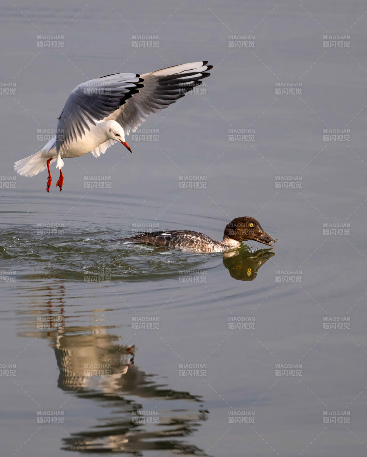 水鸟共舞湖面图片
