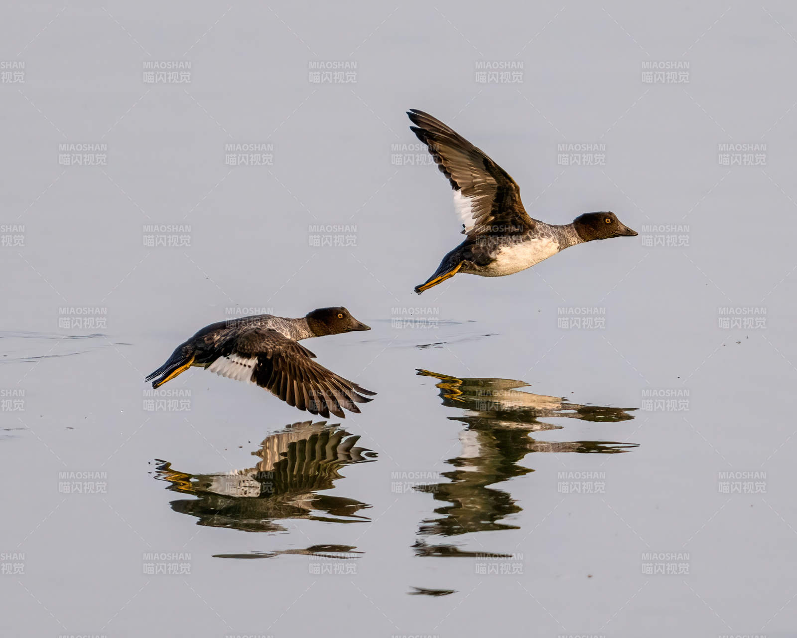 飞鸭掠水影图片