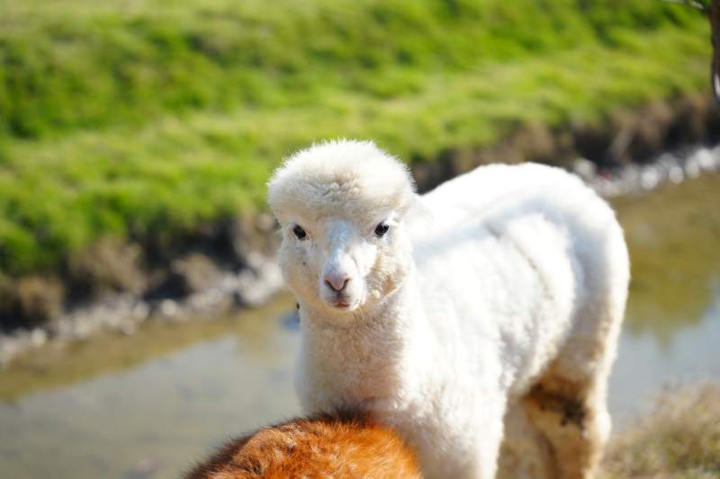 小羊羔在溪边图片